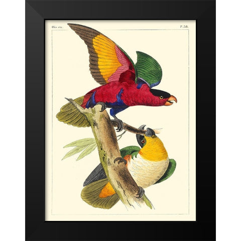 Small Lemaire Parrots I Black Modern Wood Framed Art Print by Lemaire, C.L.