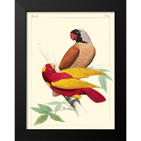 Small Lemaire Parrots II Black Modern Wood Framed Art Print by Lemaire, C.L.