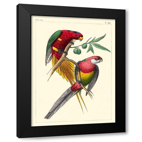 Small Lemaire Parrots III Black Modern Wood Framed Art Print with Double Matting by Lemaire, C.L.
