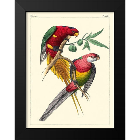 Small Lemaire Parrots III Black Modern Wood Framed Art Print by Lemaire, C.L.