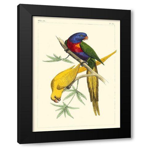 Small Lemaire Parrots IV Black Modern Wood Framed Art Print by Lemaire, C.L.