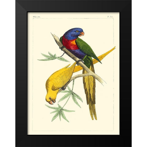 Small Lemaire Parrots IV Black Modern Wood Framed Art Print by Lemaire, C.L.