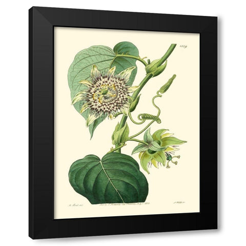 Small Antique Passion Flower I Black Modern Wood Framed Art Print by Hart, M.