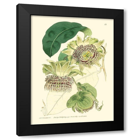 Small Antique Passion Flower II Black Modern Wood Framed Art Print with Double Matting by Hart, M.