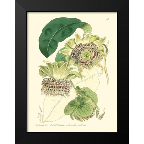 Small Antique Passion Flower II Black Modern Wood Framed Art Print by Hart, M.