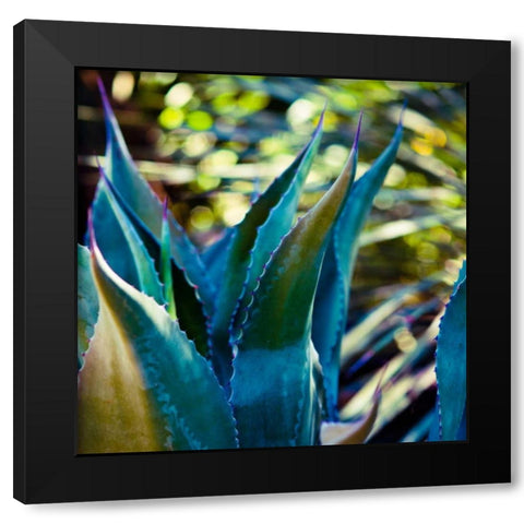 Succulent Vibes I Black Modern Wood Framed Art Print by Quintero, Sonja