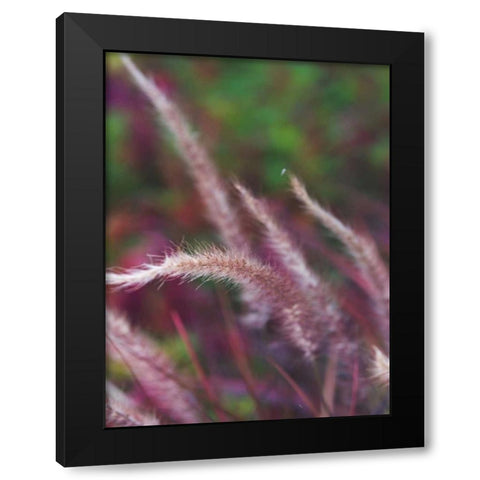 Purple Plumes I Black Modern Wood Framed Art Print with Double Matting by Quintero, Sonja