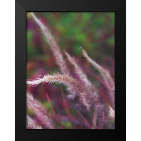 Purple Plumes I Black Modern Wood Framed Art Print by Quintero, Sonja