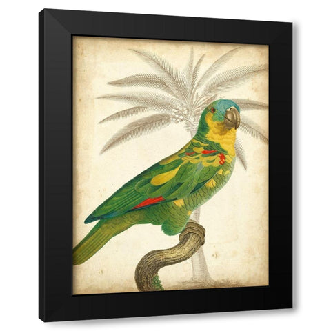 Custom Parrot and Palm II Black Modern Wood Framed Art Print by Vision Studio