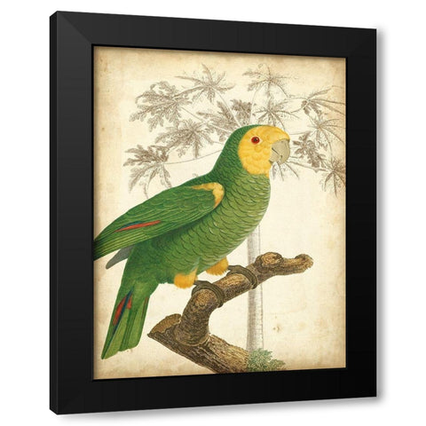 Custom Parrot and Palm IV Black Modern Wood Framed Art Print by Vision Studio