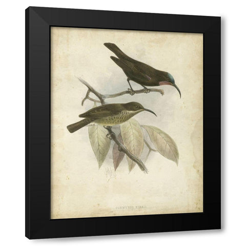 Custom Antique Gould Hummingbird I (ASH) Black Modern Wood Framed Art Print with Double Matting by Gould, John