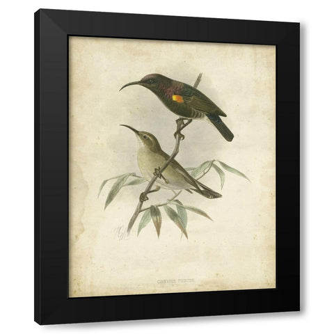Custom Antique Gould Hummingbird II (ASH) Black Modern Wood Framed Art Print by Gould, John