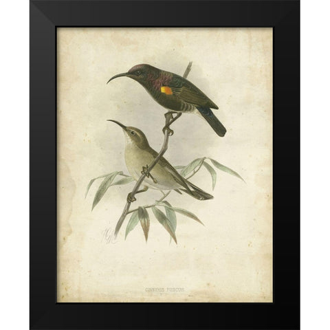 Custom Antique Gould Hummingbird II (ASH) Black Modern Wood Framed Art Print by Gould, John