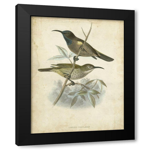 Custom Antique Gould Hummingbird IV (ASH) Black Modern Wood Framed Art Print by Gould, John
