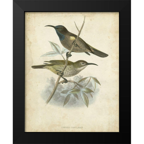 Custom Antique Gould Hummingbird IV (ASH) Black Modern Wood Framed Art Print by Gould, John