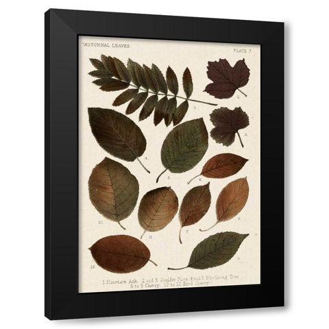 Autumnal Leaves II Black Modern Wood Framed Art Print with Double Matting by Vision Studio