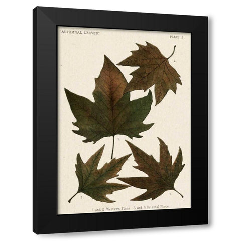 Autumnal Leaves IV Black Modern Wood Framed Art Print with Double Matting by Vision Studio