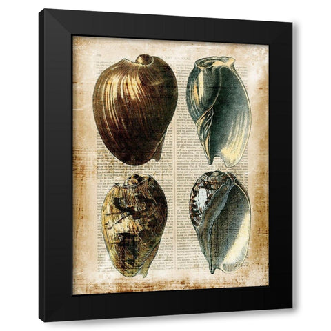 Small Antiquarian Seashells III Black Modern Wood Framed Art Print with Double Matting by Vision Studio