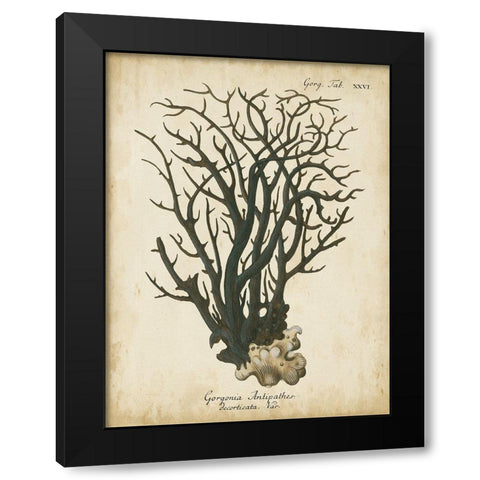 Small Esper Antique Coral I Black Modern Wood Framed Art Print by Esper, Johann