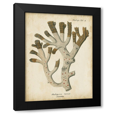 Small Esper Antique Coral II Black Modern Wood Framed Art Print by Esper, Johann
