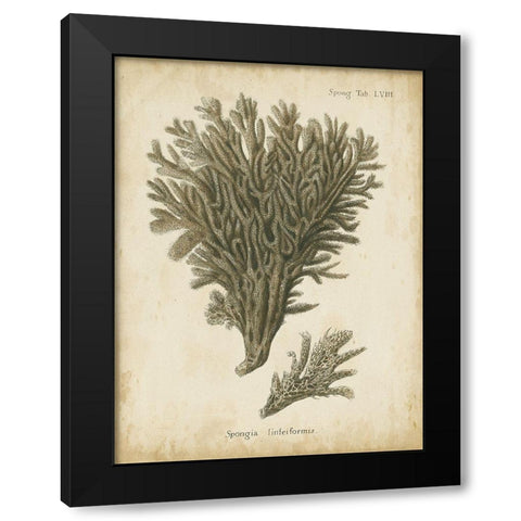 Small Esper Antique Coral III Black Modern Wood Framed Art Print with Double Matting by Esper, Johann