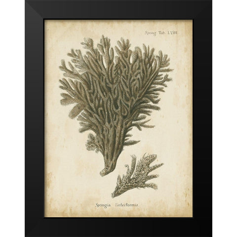 Small Esper Antique Coral III Black Modern Wood Framed Art Print by Esper, Johann