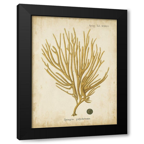 Small Esper Antique Coral IV Black Modern Wood Framed Art Print by Esper, Johann