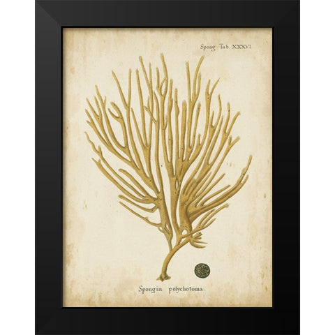 Small Esper Antique Coral IV Black Modern Wood Framed Art Print by Esper, Johann