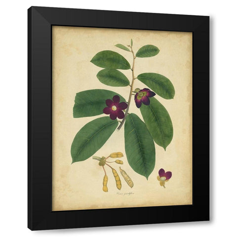 Custom Engelmann Botanical IV (GC) Black Modern Wood Framed Art Print by Engelmann