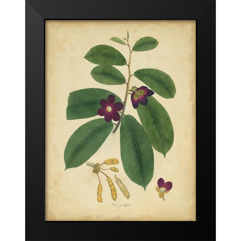 Custom Engelmann Botanical IV (GC) Black Modern Wood Framed Art Print by Engelmann