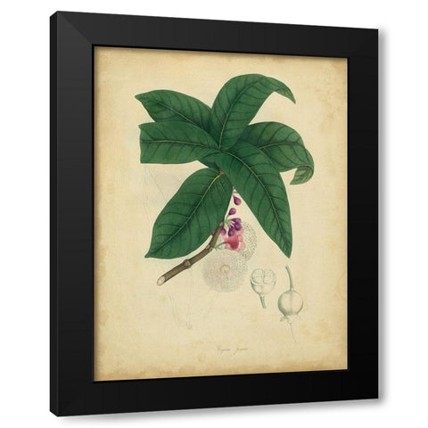 Custom Engelmann Botanical V (GC) Black Modern Wood Framed Art Print with Double Matting by Engelmann