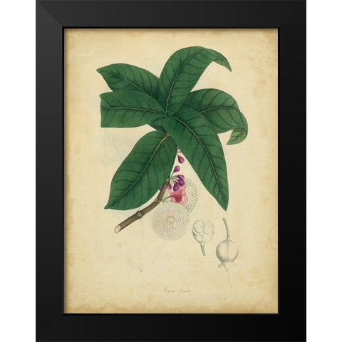 Custom Engelmann Botanical V (GC) Black Modern Wood Framed Art Print by Engelmann