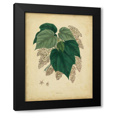 Custom Engelmann Botanical VII (GC) Black Modern Wood Framed Art Print by Engelmann