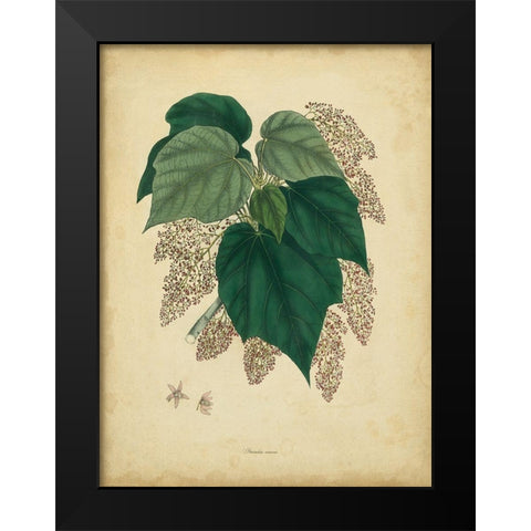 Custom Engelmann Botanical VII (GC) Black Modern Wood Framed Art Print by Engelmann