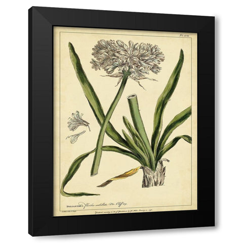 Custom Polianthes Pl. CCX (GC) Black Modern Wood Framed Art Print with Double Matting by Miller, Phillip