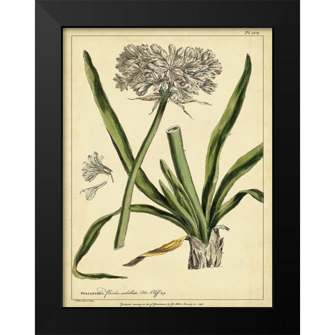Custom Polianthes Pl. CCX (GC) Black Modern Wood Framed Art Print by Miller, Phillip