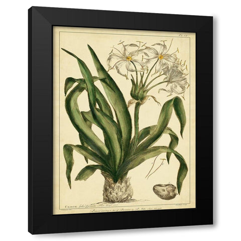 Custom Crinum Pl. CX (GC) Black Modern Wood Framed Art Print with Double Matting by Miller, Phillip