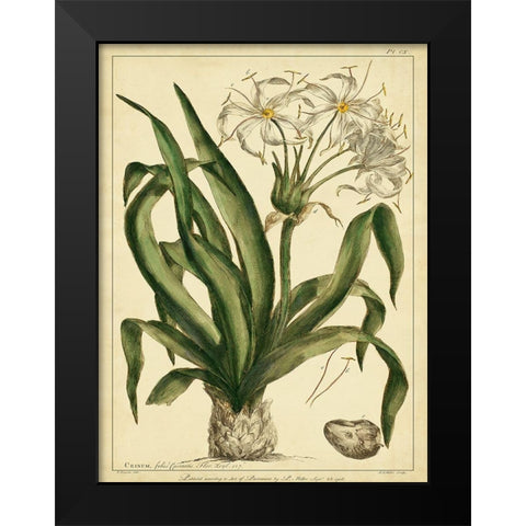 Custom Crinum Pl. CX (GC) Black Modern Wood Framed Art Print by Miller, Phillip