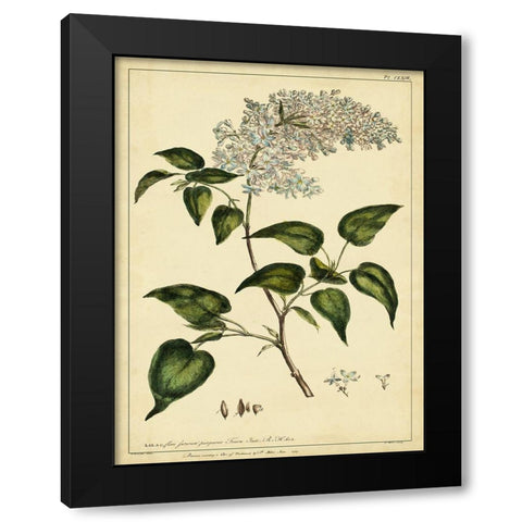 Custom Lilac Pl. CLXIII (GC) Black Modern Wood Framed Art Print by Miller, Phillip