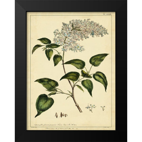 Custom Lilac Pl. CLXIII (GC) Black Modern Wood Framed Art Print by Miller, Phillip