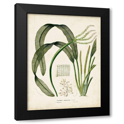 Small Tropical Grass I Black Modern Wood Framed Art Print with Double Matting by Vision Studio