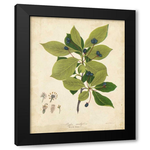 Black Gum Tree Foliage Black Modern Wood Framed Art Print by Torrey, John