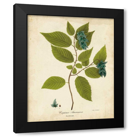 Hornbeam Tree Foliage Black Modern Wood Framed Art Print with Double Matting by Torrey, John
