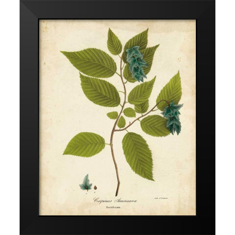 Hornbeam Tree Foliage Black Modern Wood Framed Art Print by Torrey, John
