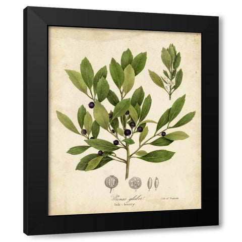 Ink-berry Tree Foliage Black Modern Wood Framed Art Print with Double Matting by Torrey, John