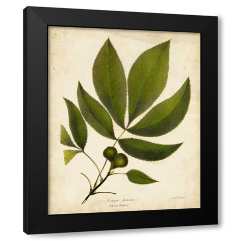 Pig-nut Hickory Tree Folige Black Modern Wood Framed Art Print by Torrey, John