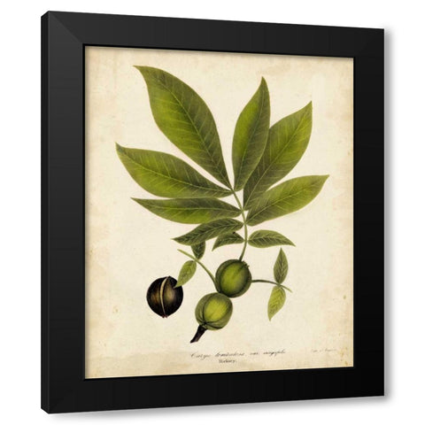 Hickory Tree Foliage Black Modern Wood Framed Art Print by Torrey, John