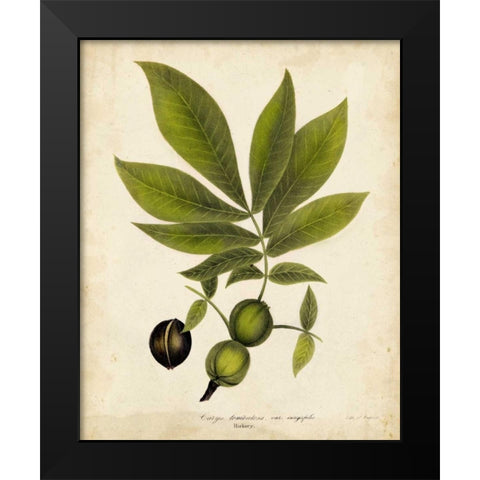 Hickory Tree Foliage Black Modern Wood Framed Art Print by Torrey, John