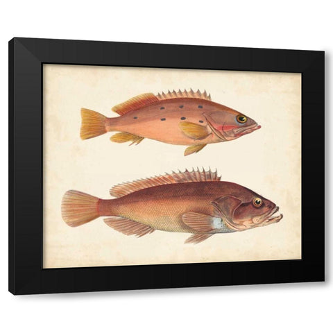 Antique Fish Species I Black Modern Wood Framed Art Print with Double Matting by Unknown