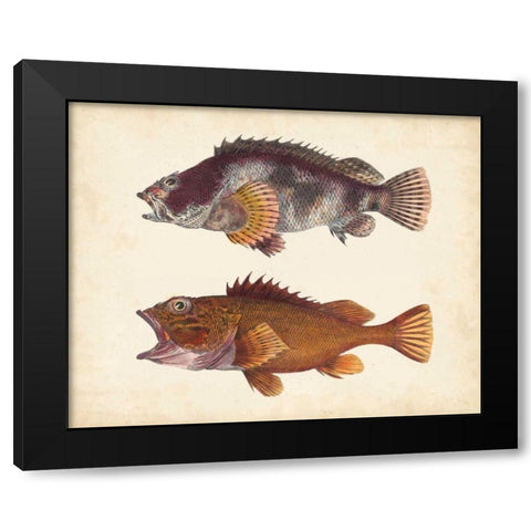 Antique Fish Species II Black Modern Wood Framed Art Print with Double Matting by Unknown